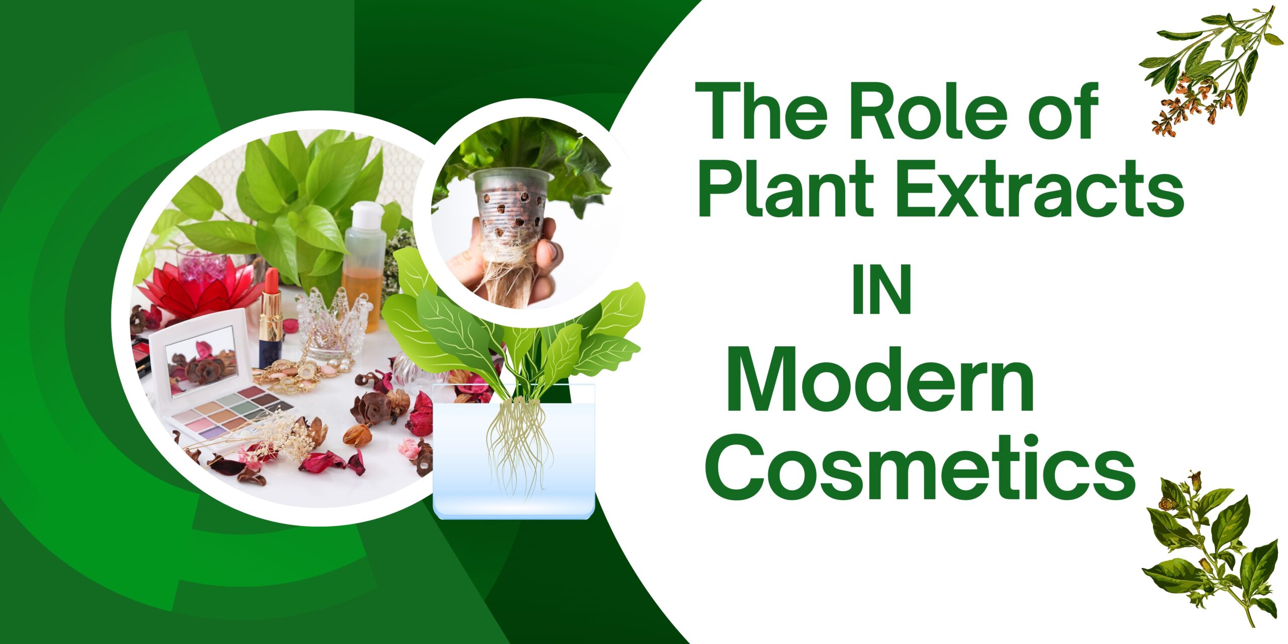 The Role of Plant Extracts in Modern Cosmetics